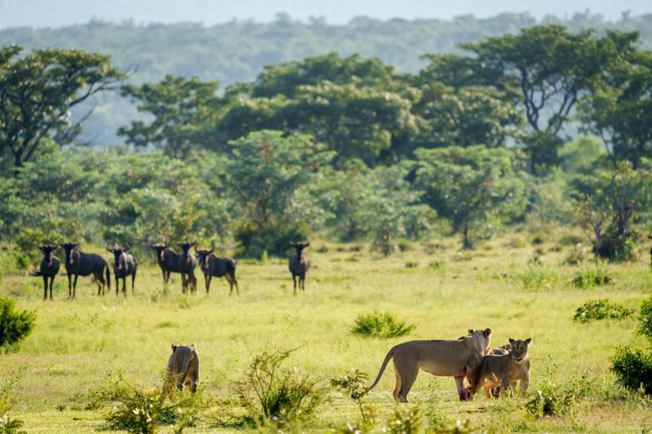 Elephants Crossing Welgevonden Game Reserve Exteriér fotografie
