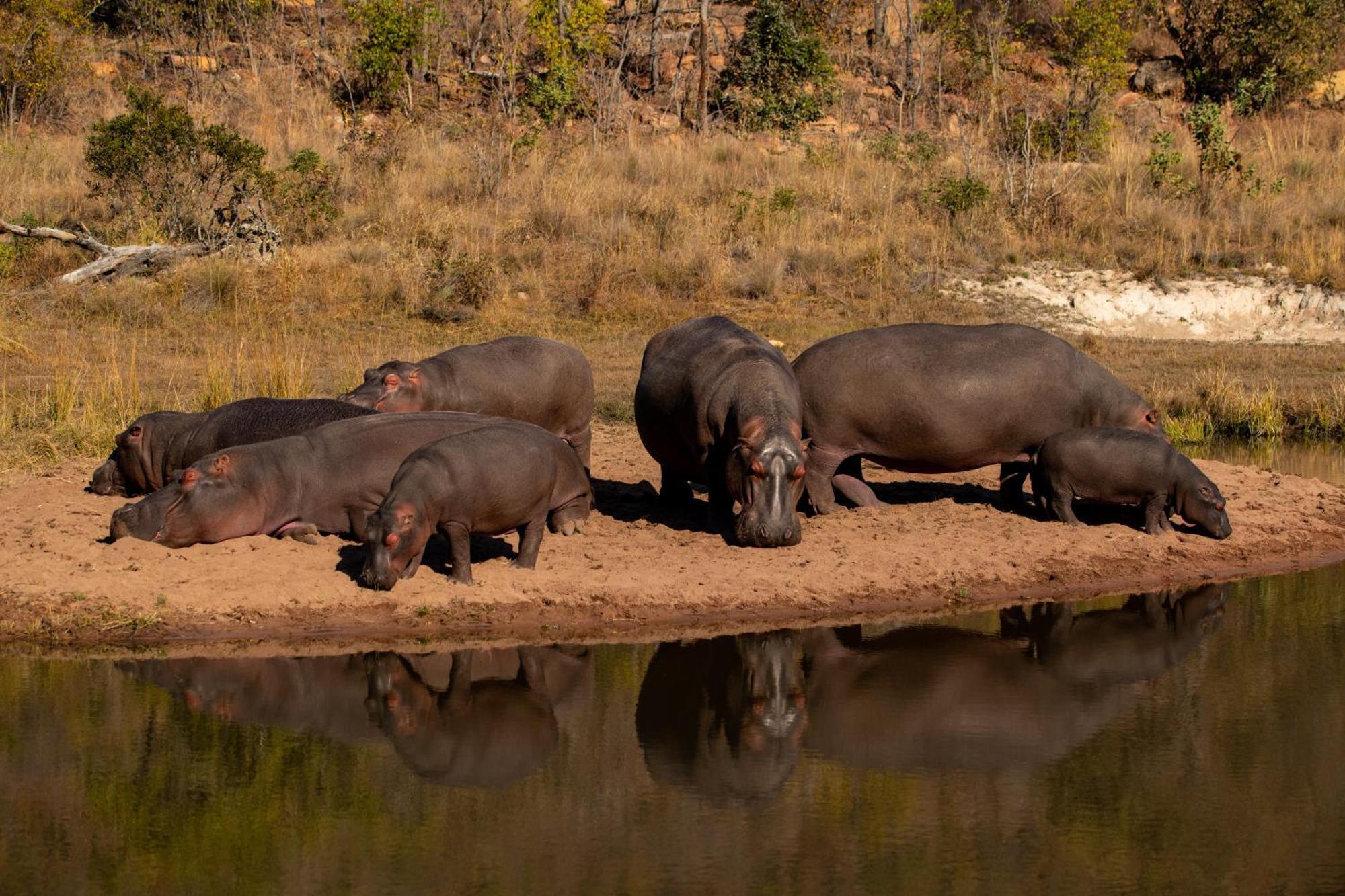 Elephants Crossing Welgevonden Game Reserve Exteriér fotografie